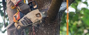 Best Seasonal Cleanup (Spring/Fall)  in Sutter, CA