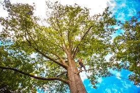 How Our Tree Care Process Works  in  Sutter, CA