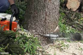 Best Tree Mulching  in Sutter, CA
