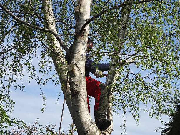 Reliable Sutter, CA Tree Care Solutions