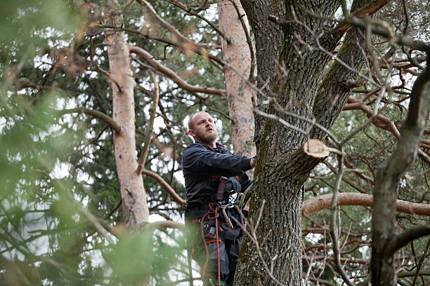 Best Utility Line Clearance  in Sutter, CA