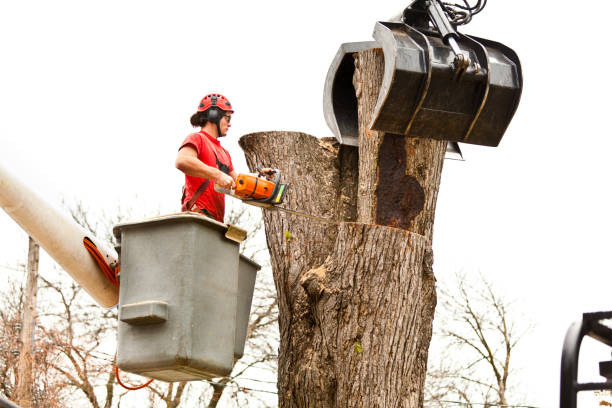 Best Palm Tree Trimming  in Sutter, CA